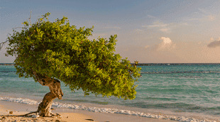 Aruba ed card online
